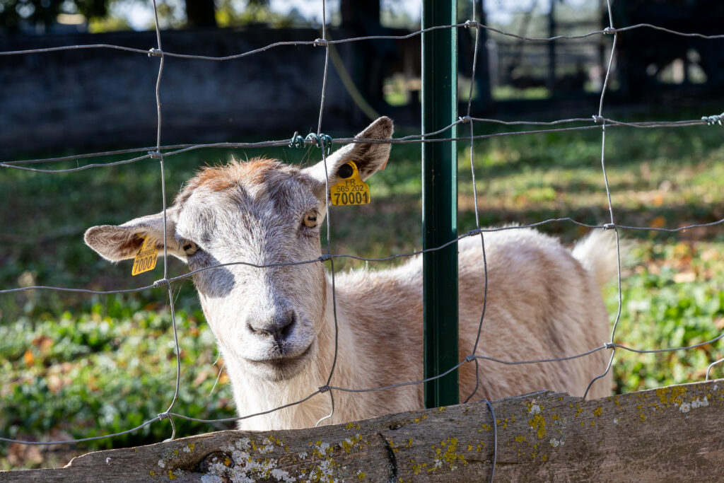 chevre blanche