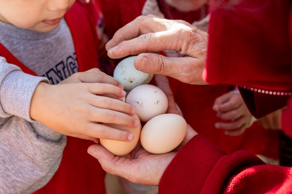 oeufs